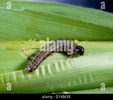 Fall armyworm (laphygma frugiperda; Spodoptera frugiperda) larva sul mais danneggiati; distruttivi per mais e altre erbe Foto Stock