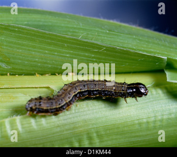 FALL ARMYWORM (LAPHYGMA FRUGIPERDA; Spodoptera frugiperda) LARVA sul mais danneggiati; distruttivi per mais e altre erbe Foto Stock