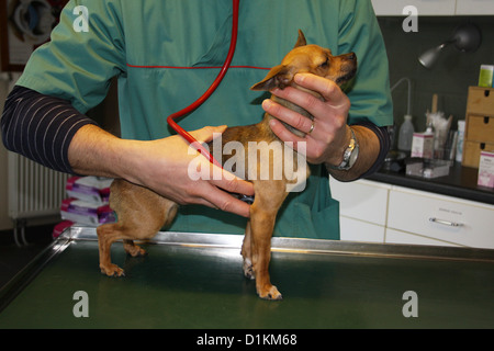 Cane vet veterinario chihuahua auscultazione Foto Stock