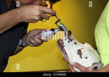 Cane dalmata vet veterinario esame del naso Foto Stock