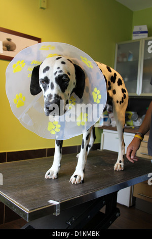 Veterinario del cane dalmata ifp con un cono protettivo Foto Stock