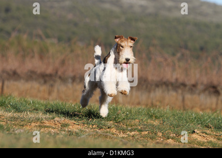 Filo di cane Fox Terrier adulto in esecuzione Foto Stock