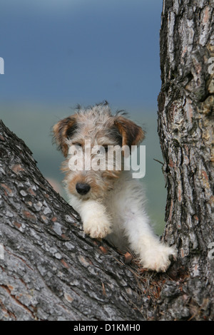 Filo di cane Fox Terrier cucciolo in piedi in una struttura ad albero Foto Stock