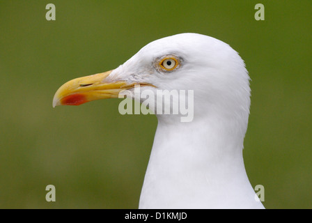Aringa Gabbiano (Larus argentatus) Foto Stock