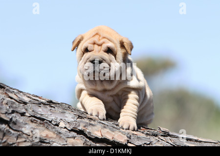 Cane Shar Pei cucciolo seduto su legno fulvo rosso-fulvo rosso Foto Stock