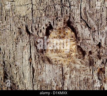 Gypsy Moth (porthetria dispar; lymantria dispar) larve di cova sulla corteccia di albero; distruttivo al rovere e altri legni duri Foto Stock