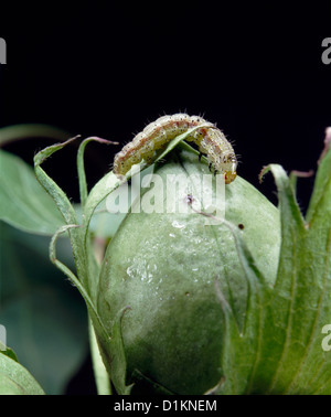 Budworm tabacco, mais earworm, pomodoro fruitworm, elotide del cotone o soia podworm (Heliothis virescens) larva sulla foglia di cotone Foto Stock