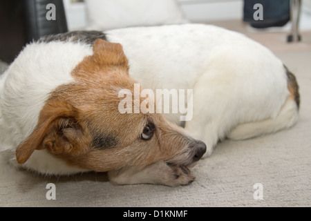 Il vecchio Jack Russell dormire Foto Stock