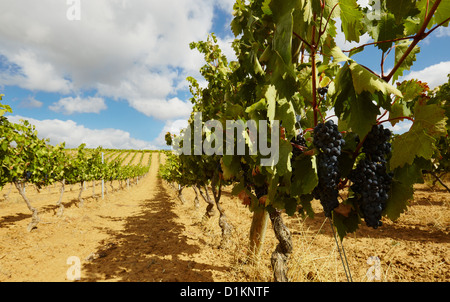 Filari di viti in un vigneto. A Lanciego. Rioja Alavesa strada del vino. Alava. Paese basco. Spagna Foto Stock