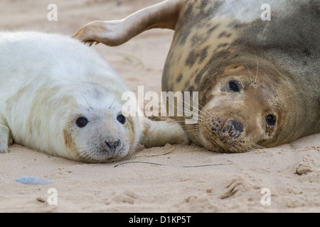 Guarnizione grigio (Halichoerus grypus) madre e pup, Norfolk, Inghilterra Foto Stock