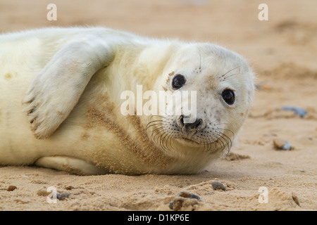 Guarnizione grigio pup (Halichoerus grypus), Norfolk, Englad Foto Stock