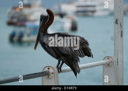 Brown pelican in Ayora port Foto Stock