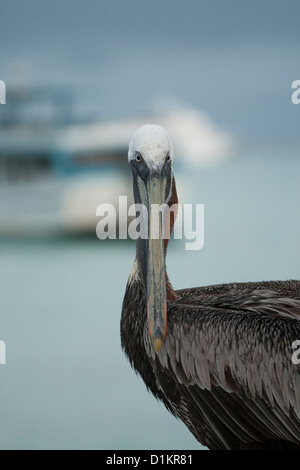 Brown pelican in Ayora port Foto Stock