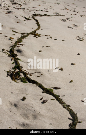 Un filamento di kelp trovato sulla Spiaggia Carmel in California. Foto Stock