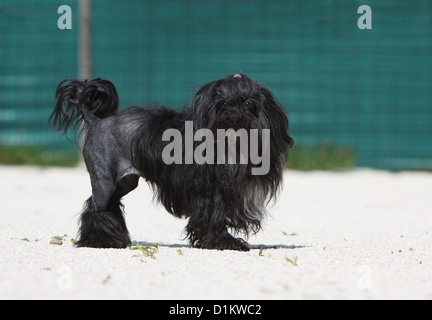 Cane Löwchen 'petit chien lion' Little Lion Foto Stock