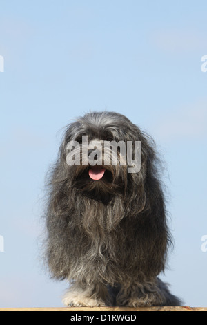 Cane Löwchen 'petit chien lion' piccolo leone seduto di fronte Foto Stock