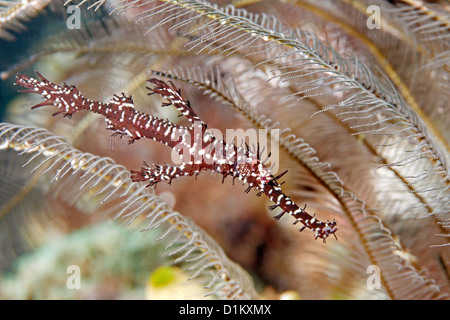 Ornati maschio Ghost Pipefish, noto anche come Arlecchino Ghost Pipefish, Solenostomus paradoxus, rifugiandosi in hydroids. Foto Stock