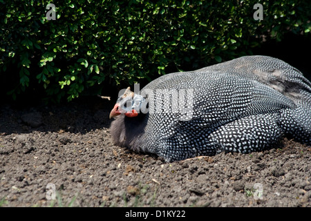 Brookfield Zoo uccelli Foto Stock