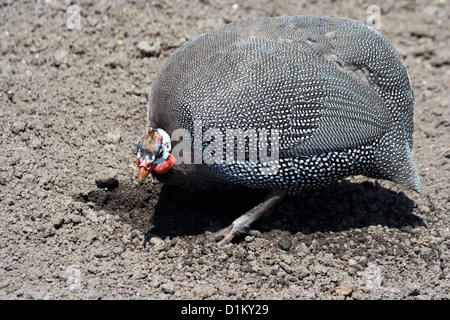 Brookfield Zoo uccelli Foto Stock