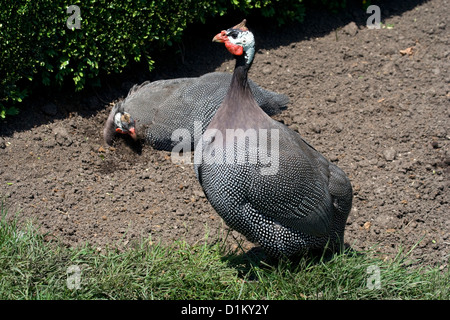 Brookfield Zoo uccelli Foto Stock