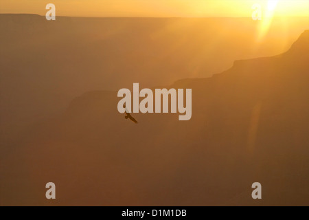 California Condor, Gymnogyps californianus, al tramonto da Cape Royal, North Rim, il Parco Nazionale del Grand Canyon, Arizona, Stati Uniti d'America Foto Stock