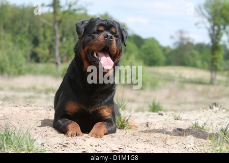 Cane Rottweiler adulto sdraiato Foto Stock