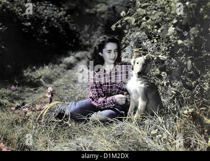 Tenuto Auf Vier Pfoten coraggio Lassie Elizabeth Taylor Die junge Kathie (Elizabeth Taylor) nimmt sich eines kleinen verletzten Foto Stock