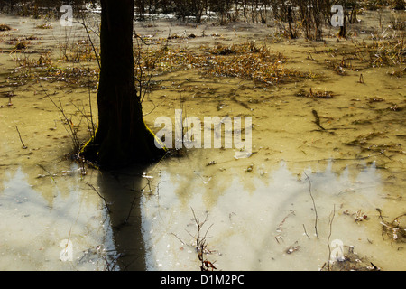 Albero in congelati area allagata. Foto Stock