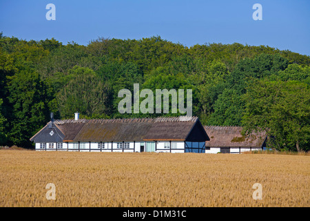 Tradizionale casa colonica con tetto di paglia nel campo di grano, Skåne, Svezia e Scandinavia Foto Stock