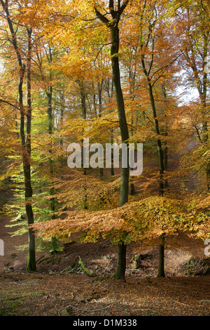 Faggi nel bosco di latifoglie con fogliame in autunno colori in autunno Foto Stock