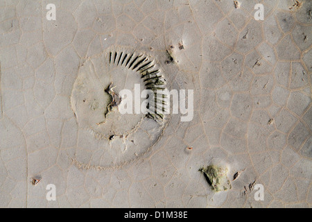 Ammonita fossile nella roccia sulla spiaggia di Baia Kimmeridge, Dorset, England, Regno Unito Foto Stock