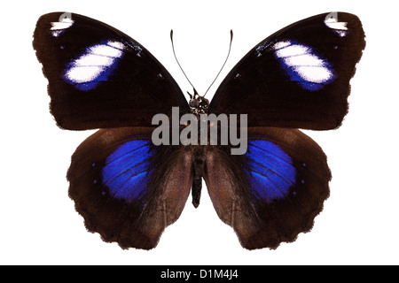 Specie di farfalle Hypolimnas bolina phillippensis 'Grande Eggfly' Foto Stock