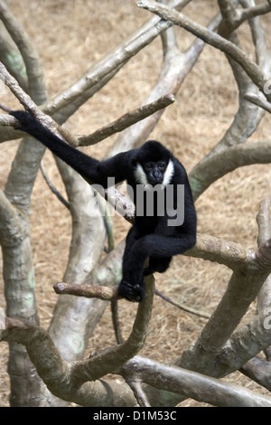 Bianco maschio-cheeked gibbon / crested gibbone (Hylobates concolor) Foto Stock