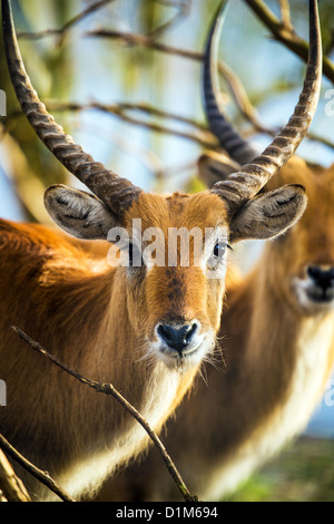 Kafue Lechwe Appartamenti Foto Stock