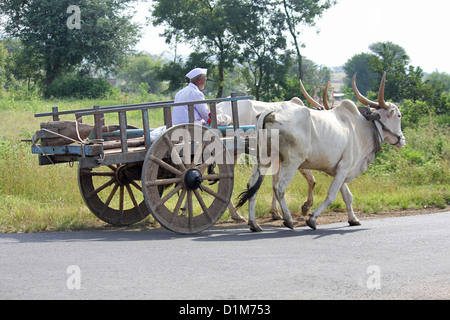 Agricoltore sul carrello di giovenco, Bhimasanker vicino a Pune, India Foto Stock