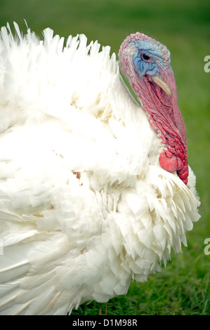 Ampia-breasted maschio bianco (noto anche come tom o feste di addio al celibato) Turchia Foto Stock