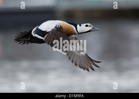 Steller's Eider Polysticta stelleri Varanger, Finnmark, Norvegia Foto Stock