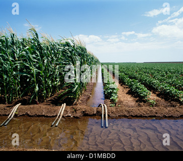 Il mais e il cotone irrigazione / TEXAS Foto Stock