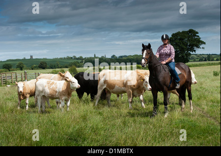 Radunare il bestiame a cavallo nei pascoli di pianura. Regno Unito. Foto Stock