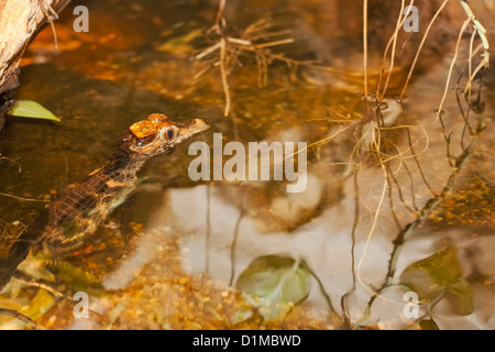 Cuvier del caimano nana (o caimano muschiato) ( Paleosuchus palpebrosus), Randers Regnskov Zoo, Randers, Danimarca Foto Stock