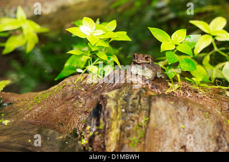 Nero-spectacled (o nero-spined) Toad (Duttaphrynus melanostictus o Bufo melanostictus), Randers Regnskov Zoo, Danimarca Foto Stock