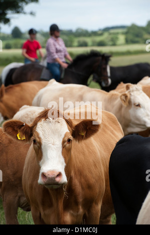 Radunare il bestiame a cavallo nei pascoli di pianura. Regno Unito. Foto Stock