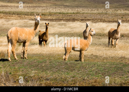 Alpaca pascolano in un colpita dalla siccità paddock Foto Stock