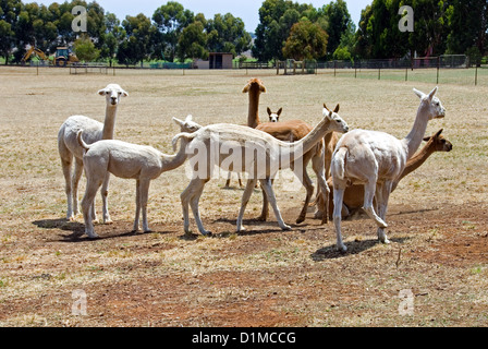 Alpaca pascolano in un colpita dalla siccità paddock Foto Stock