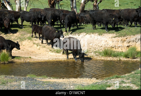 Il Black Angus bestiame vicino a un ruscello in una fattoria nel sud del Nuovo Galles del Sud, Australia Foto Stock