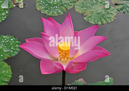 INDONESIA Bali Ubud, fiore di loto in piscina Foto Stock