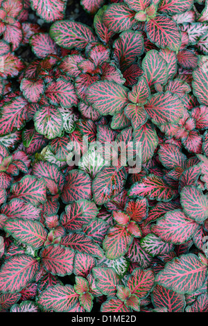 Nervo, o impianto di mosaico: Fittonia albivenis Verschaffeltii (Gruppo) "foresta fiamma' Foto Stock