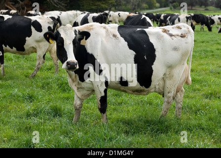 Holstein-Friesian mucche al pascolo in una verde e lussureggiante campo, vicino a Moss Vale, Nuovo Galles del Sud, Australia Foto Stock