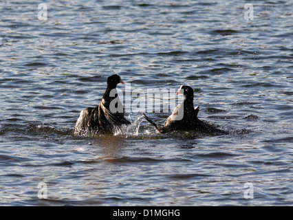 Folaghe in combattimento Foto Stock