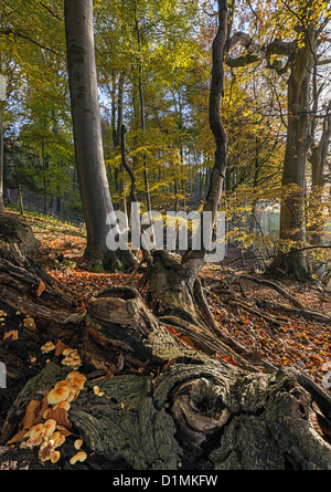 In legno di faggio a Sheepscombe di Cotswold Commons e faggete Riserva Naturale Nazionale, Stroud Foto Stock